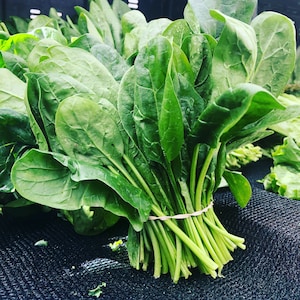 Bulk Heirloom Bloomsdale Spinach Seeds, Spinacia oleracea SP011C