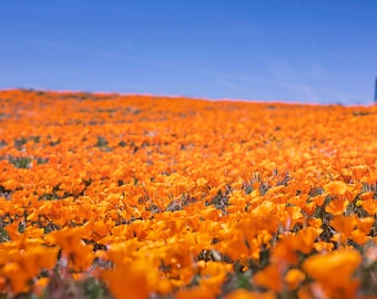 May include: A vast field of vibrant orange California poppies under a clear, bright blue sky. The flowers blanket the rolling hills, creating a stunning natural landscape. The image captures the beauty of a sunny day.