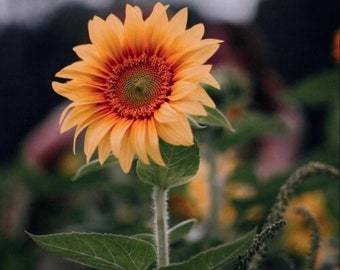 NEW! Peach Passion Sunflower Seeds, Helianthus Annuum HA2220