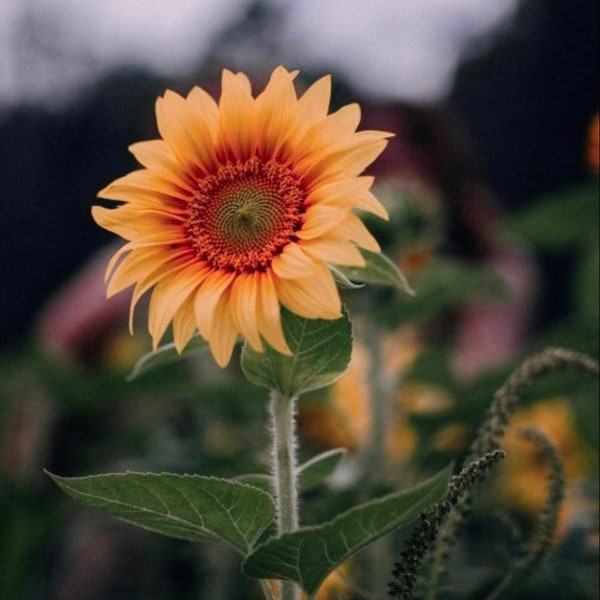 NEW! Peach Passion Sunflower Seeds, Helianthus Annuum HA2220