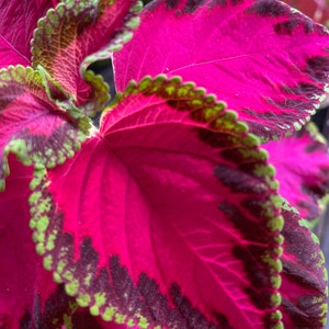 Kong Rose Coleus Seeds, Indoor Shade Plant CC0510P