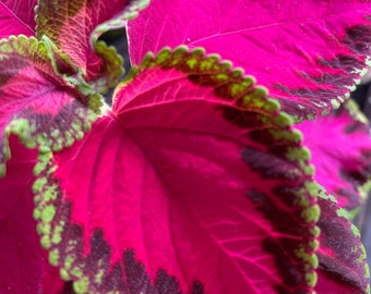 Kong Rose Coleus Seeds, Indoor Shade Plant CC0510P