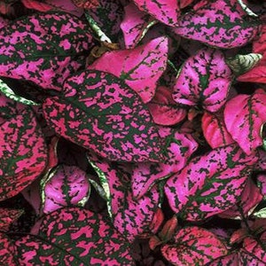May include: Close-up of a cluster of pink and green leaves with a speckled pattern. The leaves are arranged in a random pattern, creating a visually interesting texture.