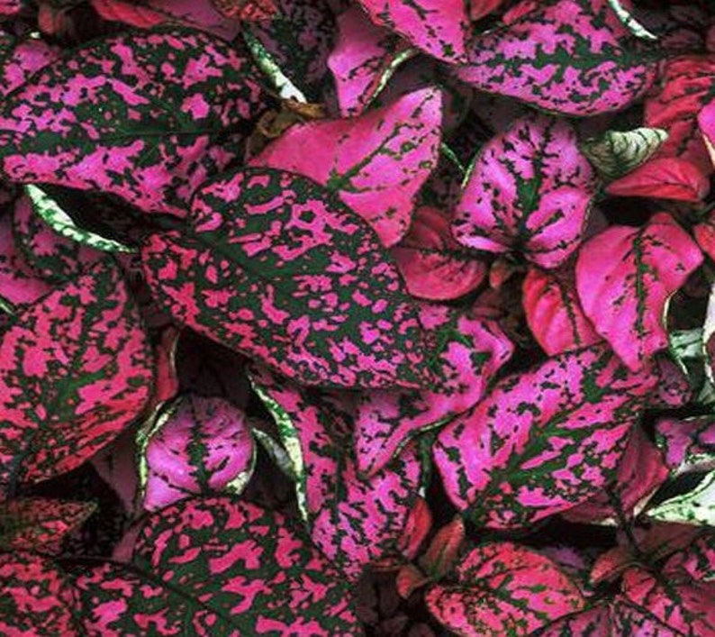 Polka Dot Plant Seeds Indoor Live House Plant Hypoestes Etsy