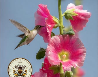 NOUVEAU ! Graines de rose trémière à feuilles de figuier de Las Vegas, roses trémières vivaces, Alcea Ficifolia, AL8820