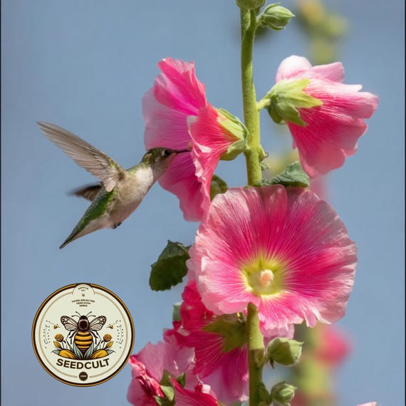 NEW! Las Vegas Fig Leaved Hollyhock Seeds, Perennial Hollyhocks, Alcea Ficifolia, AL8820