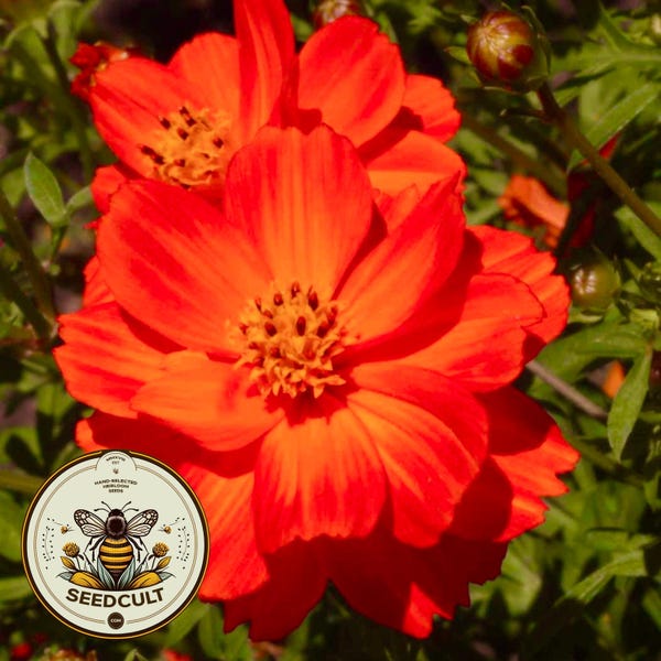 Crest Red Sulphur Cosmos Seeds, Red-Orange, Cosmos Sulphureus CO191C