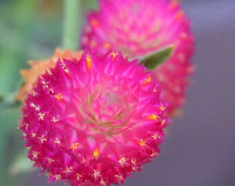 Hot Pink Gomphrena Seeds, Carmine Globe Amaranth GO0320