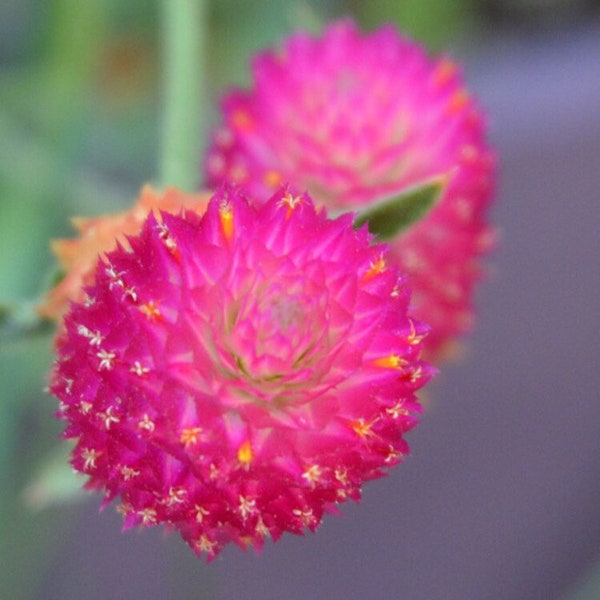 Hot Pink Gomphrena Seeds, Carmine Globe Amaranth GO0320