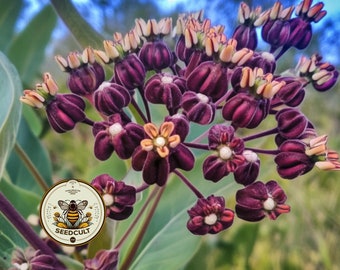 May include: Close-up of a cluster of dark purple milkweed flowers with a few orange and white accents. The flowers have a unique, textured appearance. The image includes a circular logo with a bee and the text "SEEDCULT".