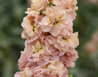 50 Apricot Column Stock Seeds, Highly fragrant Column Stock, Matthiola Incana MA0550