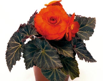 Non Stop Mocca Deep Orange Begonia Seeds, Black Foliage Begonia Tuberhybrida BG0320P