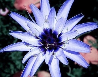 Blue Cupid's Dart Love Potion Plant Seeds, Catananche Caerulea Blue CA0120