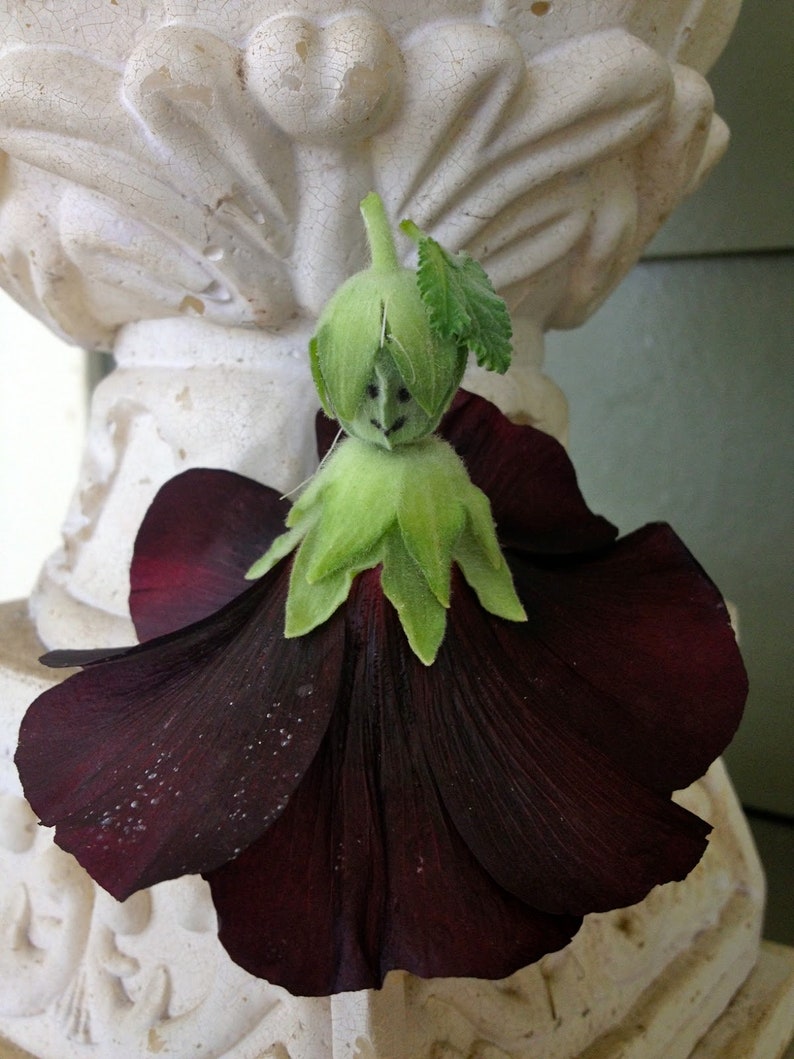 FALL PLANTING 25 Black Hollyhock Seeds Nigra Alcea Rosea Etsy