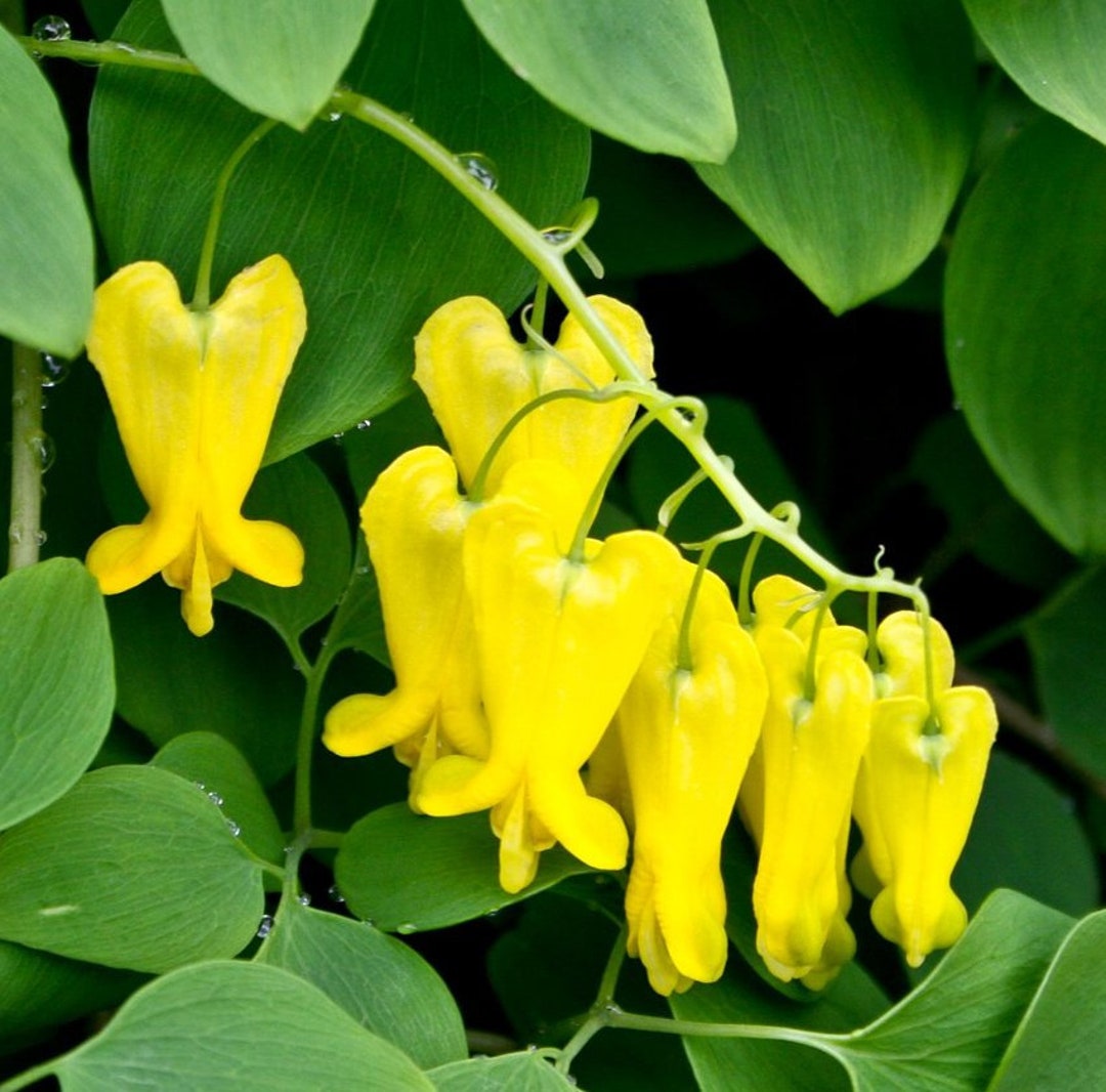 Golden Tears Bleeding Heart Vine Seeds, Dicentra Scandens, DS0310 Etsy