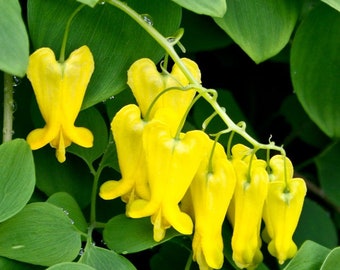 Golden Tears Bleeding Heart Vine Seeds, Dicentra Scandens, DS0310