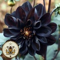 Black Beauty Dahlia Seeds, Dahlia Variabliis DH0210