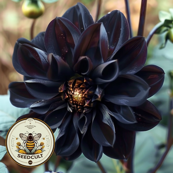 Black Beauty Dahlia Seeds, Dahlia Variabliis DH0210