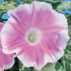 May include: A close-up of a morning glory flower with pink and white petals. The flower has a white center and is surrounded by green leaves with white variegation. The flower is in full bloom.