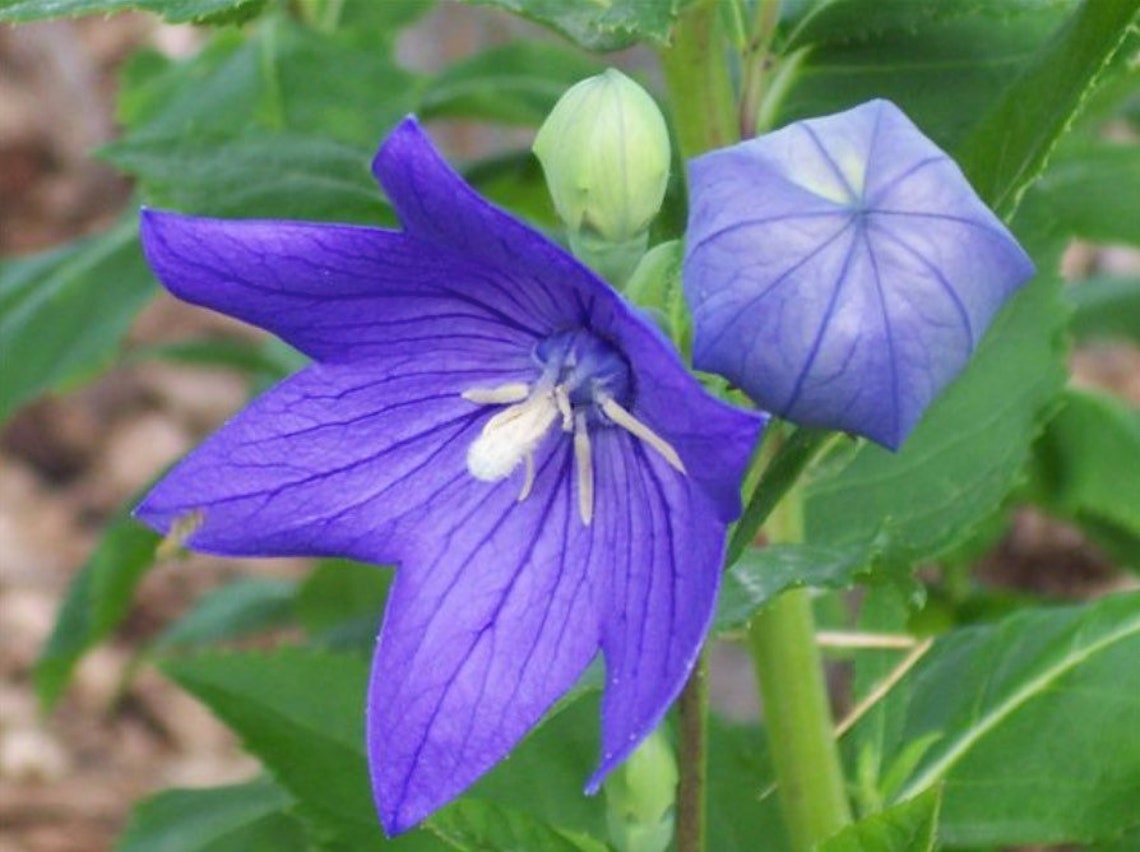 Blue Balloon Flower Seeds Platycodon Grandiflora Etsy