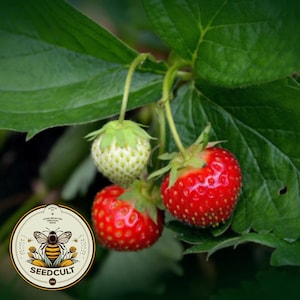 Bulk Organic Alpine Strawberry Seeds, Wild, Baron, Fragaria Vesca FR011C