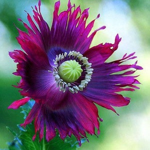 Drama Queen Poppy Seeds, Papaver Somniferum, Certified Organic, Purple and Hot Pink, Bread seed poppies PS083CR