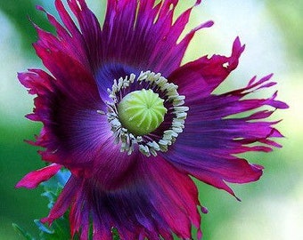 Drama Queen Poppy Seeds, Papaver Somniferum, Certified Organic, Purple and Hot Pink, Bread seed poppies PS083CR