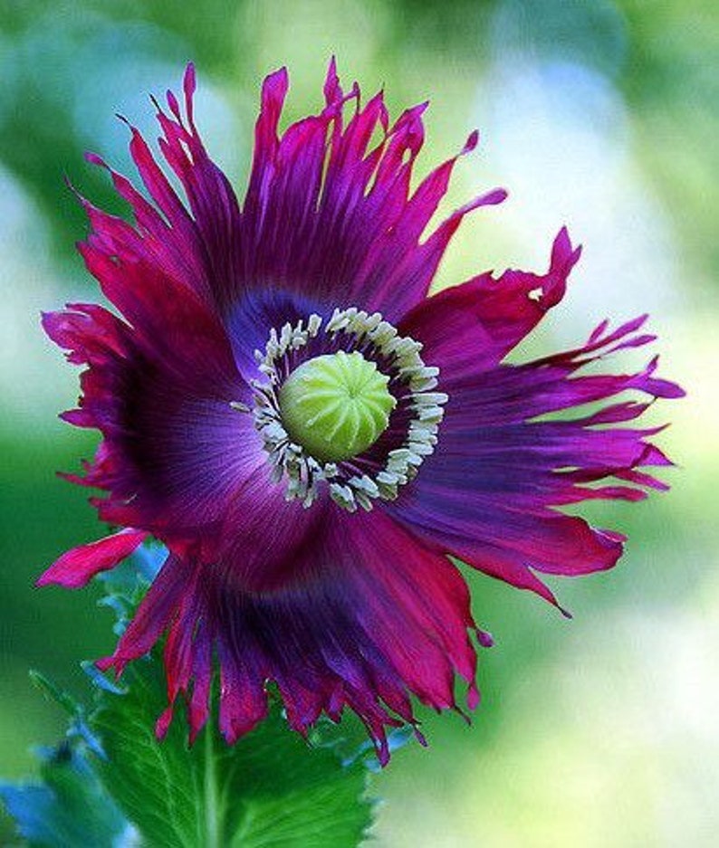 May include: A vibrant purple and pink poppy flower with a green center. The petals are ruffled and have a delicate texture.