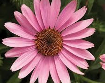 NEW! Prairie Splendor Rose Echinacea Seeds, Pink Coneflower, Medicinal Plants, Flowers, Herbs EC1020