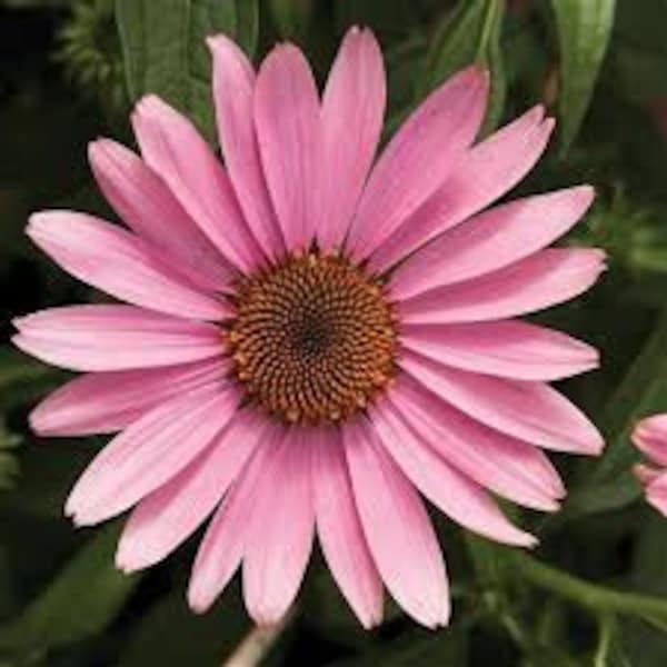 NEW! Prairie Splendor Rose Echinacea Seeds, Pink Coneflower, Medicinal Plants, Flowers, Herbs EC1020