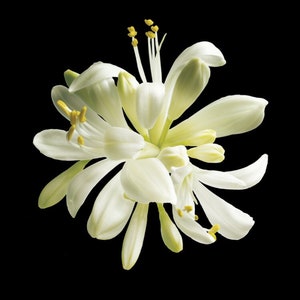 May include: A close-up of a white flower with long, delicate petals and yellow stamens against a black background. The flower's petals are slightly curved, and the overall shape is star-like.