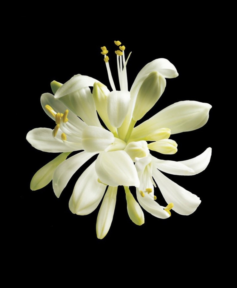 May include: A close-up of a white flower with long, delicate petals and yellow stamens against a black background. The flower's petals are slightly curved, and the overall shape is star-like.