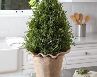 Organic Rosemary Seeds, Rosemarinus Officinalis, Salvia RM0150
