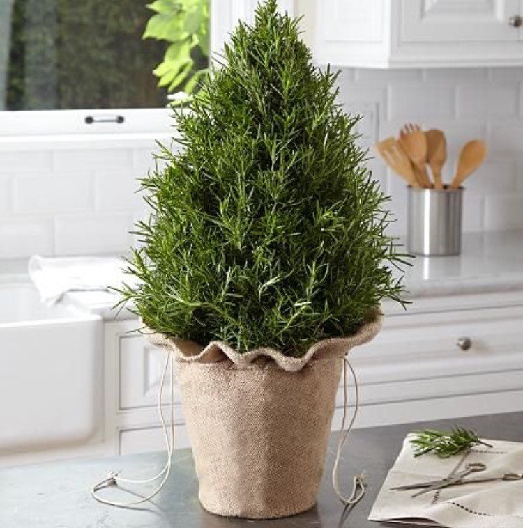 Rosemary Christmas Tree