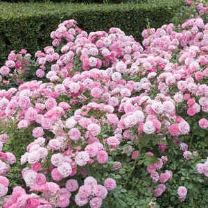 Angel Wings Ground Cover Rose Seeds, Rosa Chinensis, Chinese Rose, Miniature RO0210R