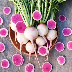 Watermelon Radish Organic Seeds, Raphanus Sativus Acanthiformis, Pink, White and Green RA0175