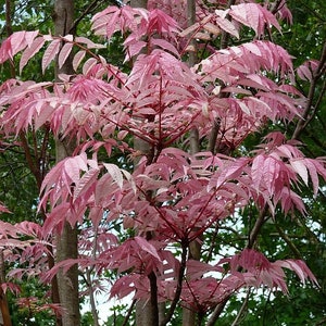 Toona Sinensis House Plant, Chinese Toon, Bonsai Tree Seeds, Chinese Cedar, Chinese Mahogany TO0120 image 3