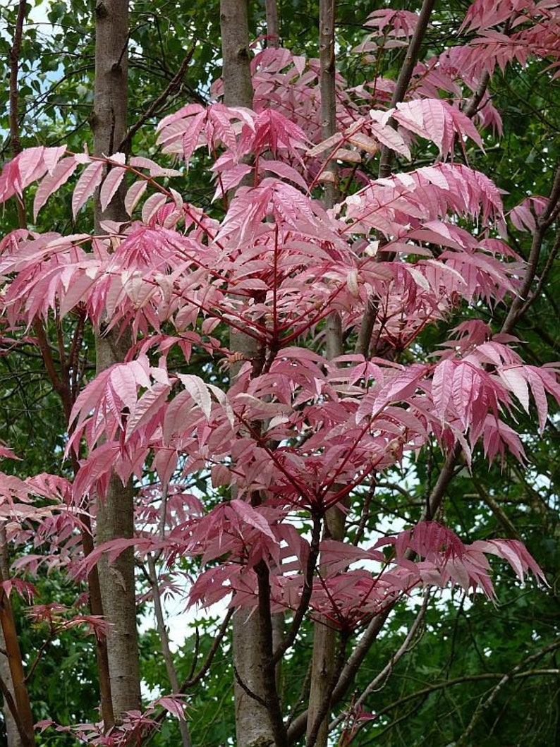 Toona Sinensis House Plant, Chinese Toon, Bonsai Tree Seeds, Chinese Cedar, Chinese Mahogany TO0120 image 3