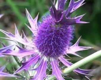 May include: A close-up of a purple thistle flower with sharp, spiky leaves. The flower is in bloom and has a fuzzy, purple center.