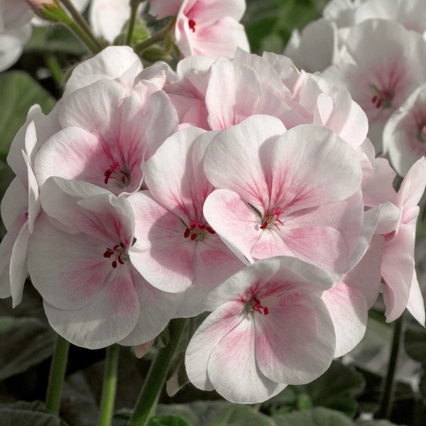 NEW! Appleblossom Geranium Seeds, Maverick Series, Pelargonium Zonale PZ0310