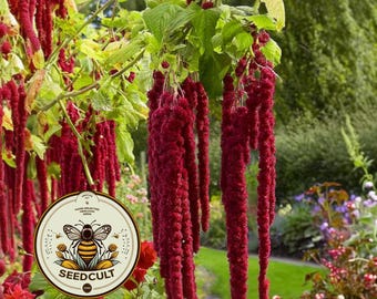 Love Lies Bleeding Amaranth Seeds, Heirloom Tassel Flower, Amaranthus Caudatus, AM0525C