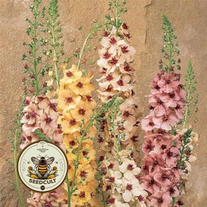 May include: Close-up of several tall, flowering plants with multiple blooms in shades of pink, yellow, and cream. The flowers have dark red centers. The image includes a circular logo with a bee and the text "SEEDCULT".