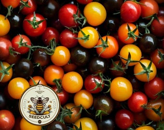 Puede incluir: Una colección de tomates cherry frescos de varios colores, incluyendo rojo brillante, morado oscuro y amarillo dorado. Cada tomate es redondo y liso, algunos aún unidos a tallos verdes. Se observa una etiqueta circular con una ilustración de una abeja y el texto SEEDCULT.