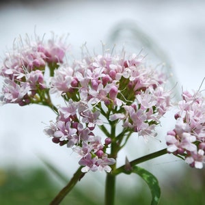 Graines de valériane, Valeriana Officinalis, plantes médicinales VA011C