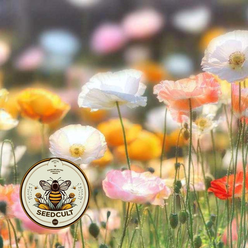 May include: A circular logo featuring a stylized bee illustration and the text SEEDCULT.COM positioned over a field of soft-focus poppies in shades of white, orange, pink, and red, with thin green stems and delicate, papery flower petals.