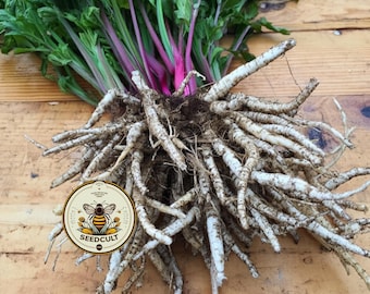 NEW! Skirret Seeds, Medieval Food Forest, Perennial Vegetables, Sium Sisarum, SI8020