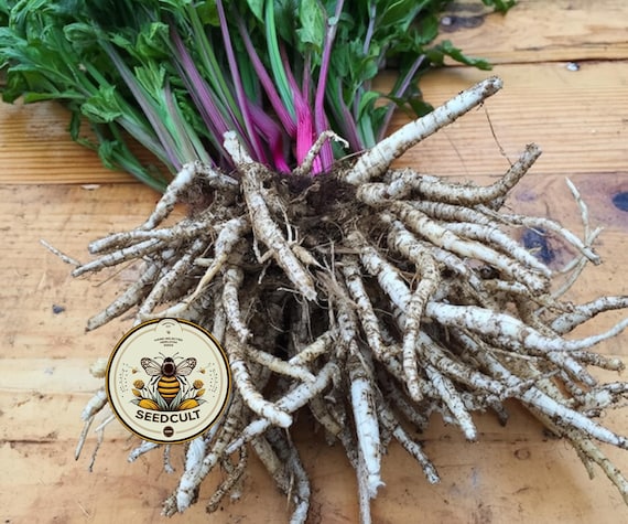 NEW! Skirret Seeds, Medieval Food Forest, Perennial Vegetables, Sium Sisarum, SI8020