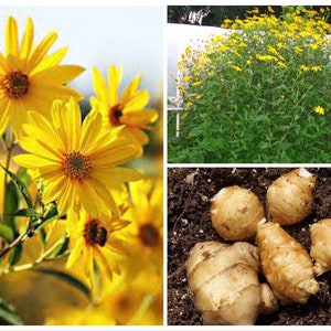 May include: A collage of images featuring yellow Jerusalem artichoke flowers and tubers. The flowers have bright yellow petals and brown centers. The tubers are beige and have an irregular shape, growing in dark soil.
