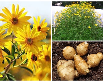 Sunchoke SEEDS, Jerusalem Artichoke, Potato Substitute, Helianthus Tuberosus HT0120