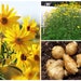 see more listings in the Vegetable Seeds section